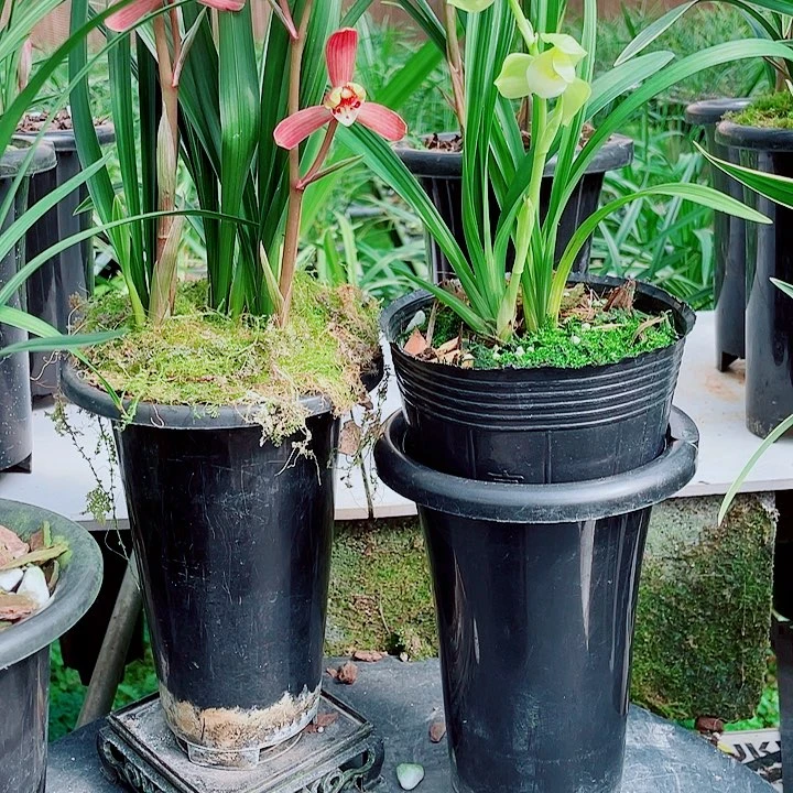 周***周完全开放一物一漂亮