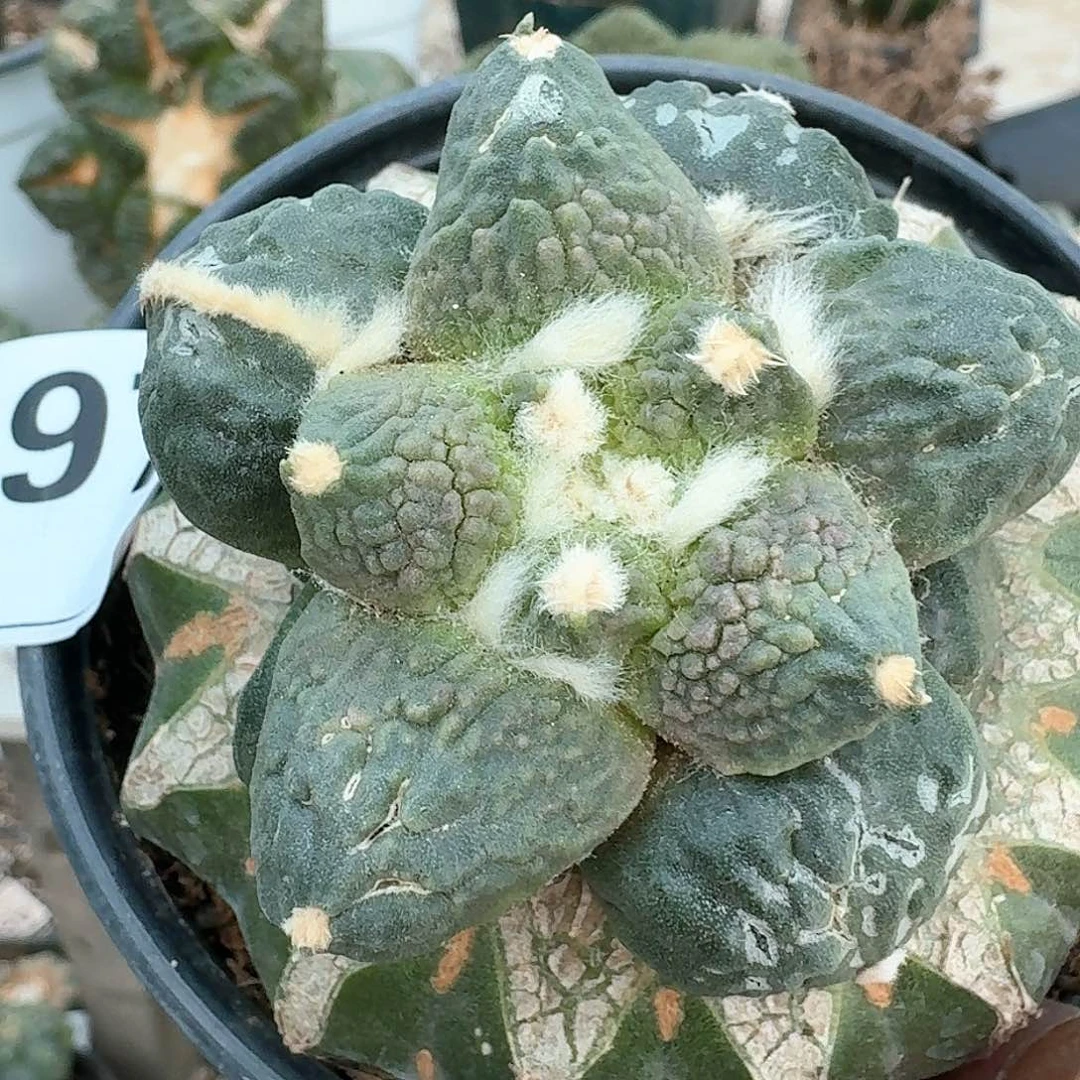 【闪购商品】无花朵一**起怒涛197
