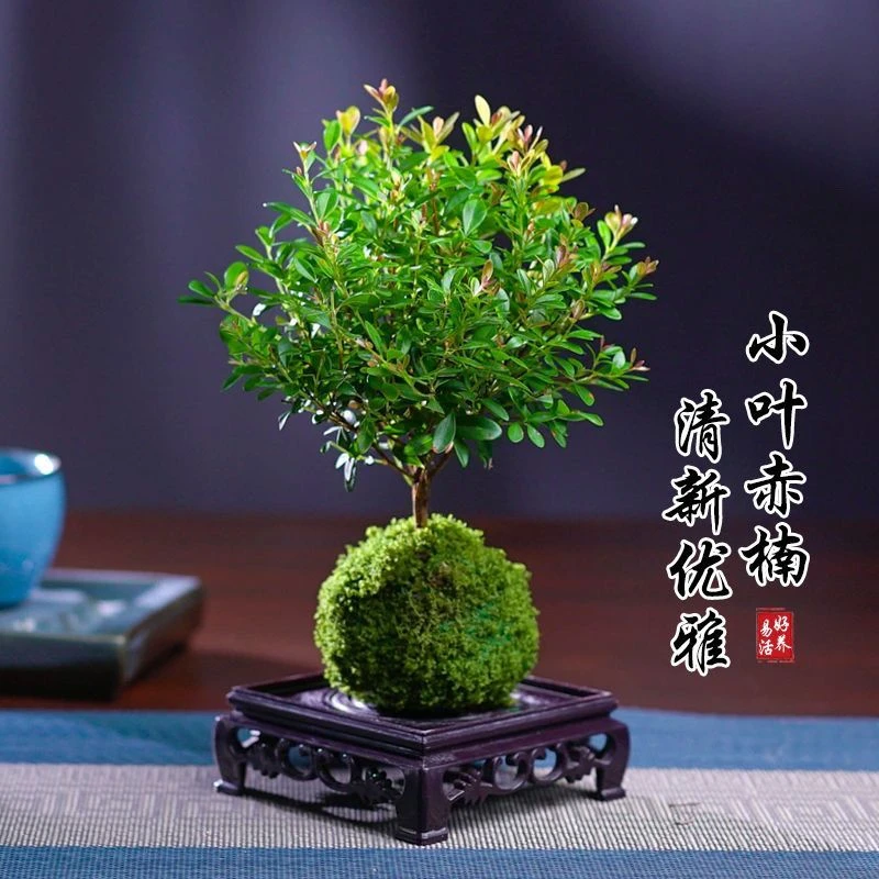 小叶赤楠盆景-室内花卉植物四季常青好养盆栽