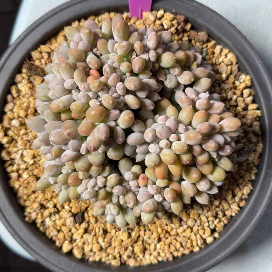 特价白美人缀化111111111111111