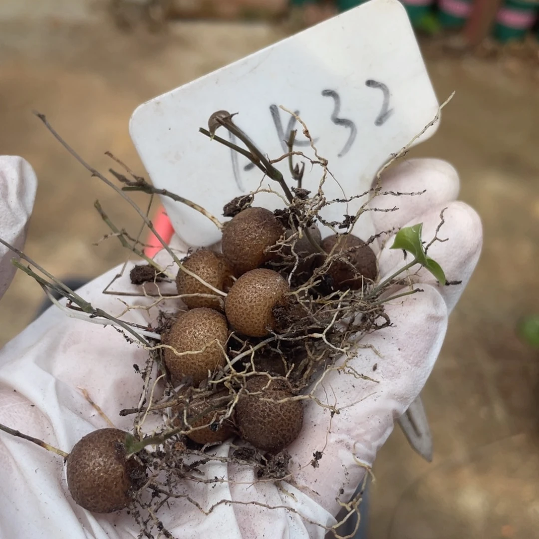 甜***心南非龟甲龙小苗，12个，不退不换