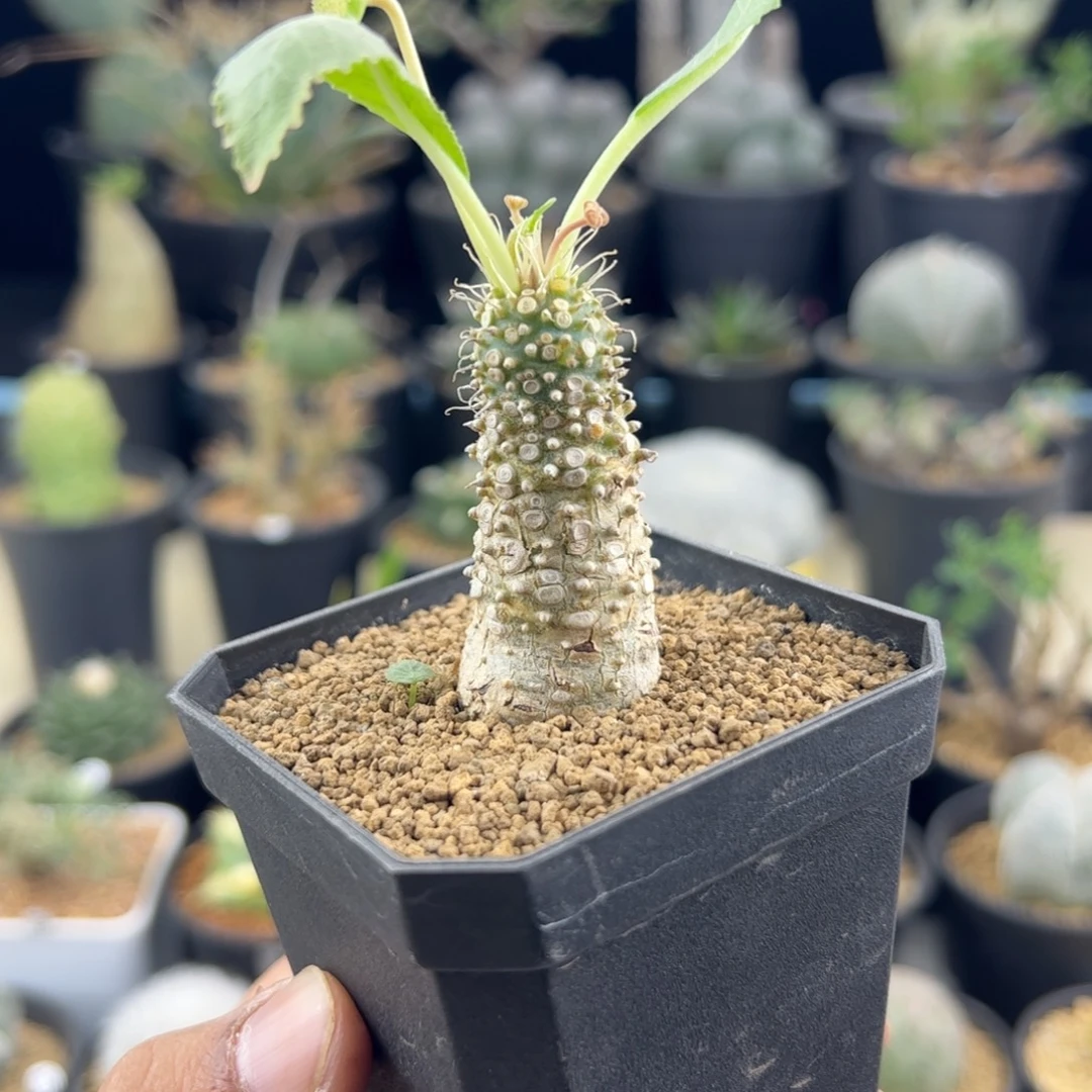 实生琉桑一物一拍