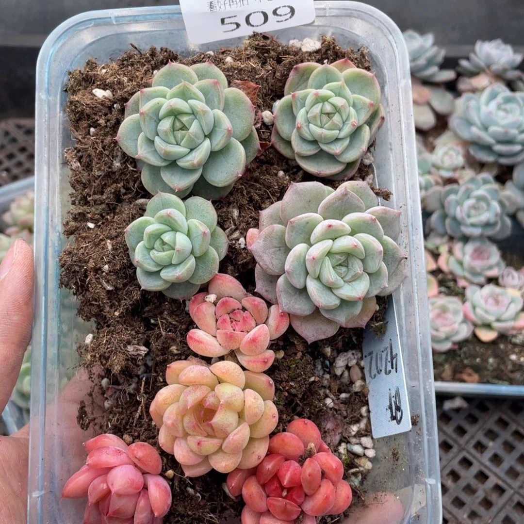 云糖心多肉植物509