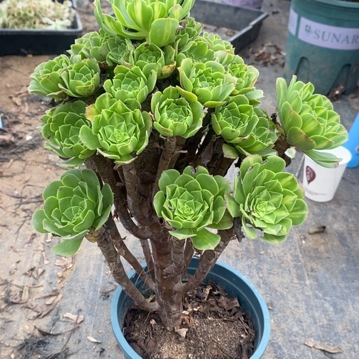 翡翠琉璃多肉植物014