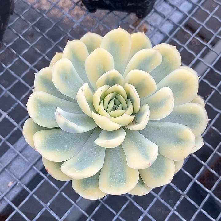 草莓冰锦多肉植物