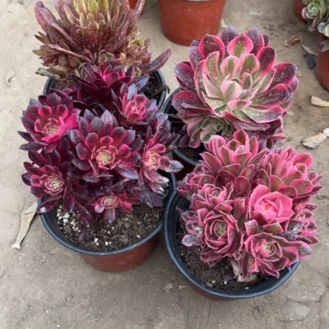 166多肉植物组合