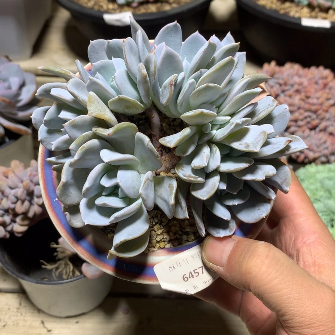6457雪特缀化多肉一颗12厘米