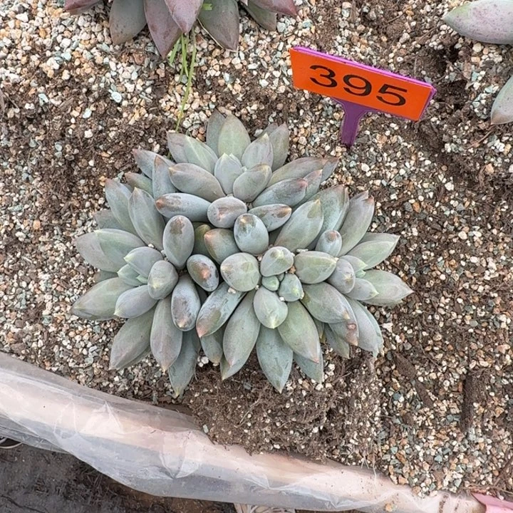 多肉植物胖体群395