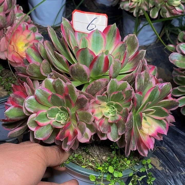 玉芙蓉老桩捧花6号