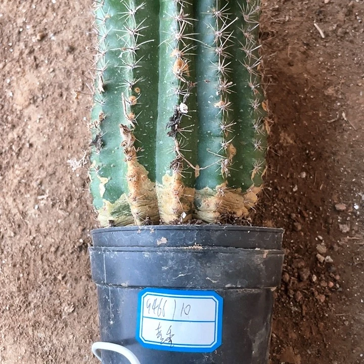 香*实生彩草1颗满18包邮