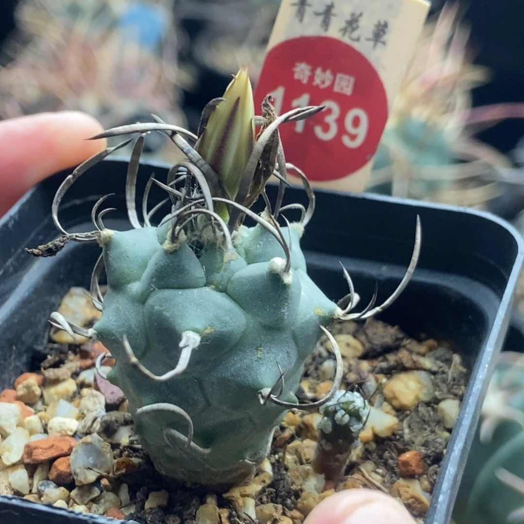 实生狂碳刺老娇丽一颗仙人球