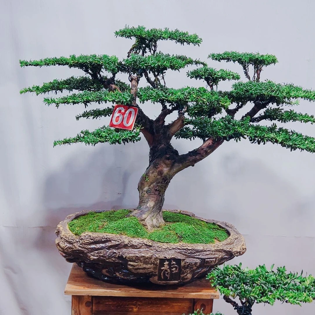 龙***无花朵红芽珍珠罗汉松