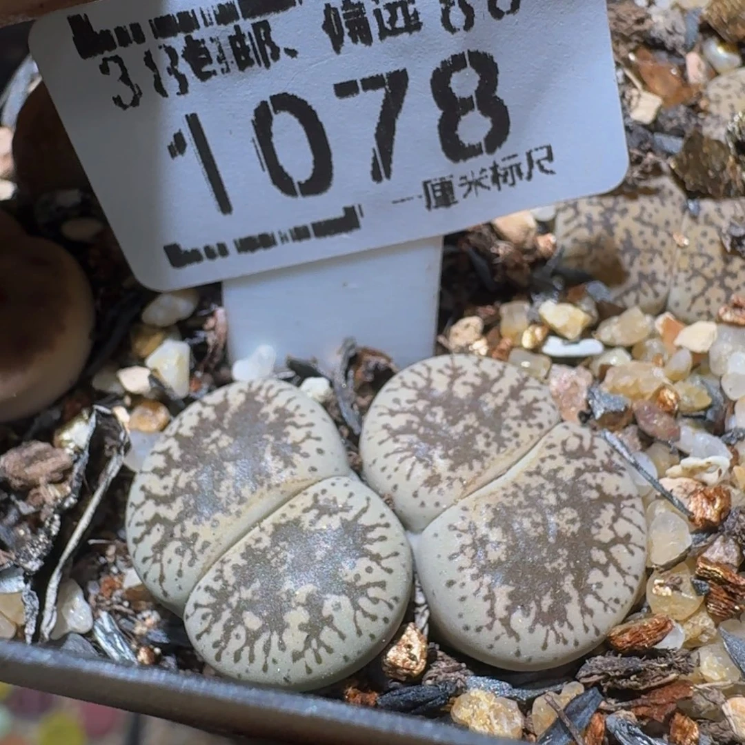 Ssss精品生石花1078白弁天