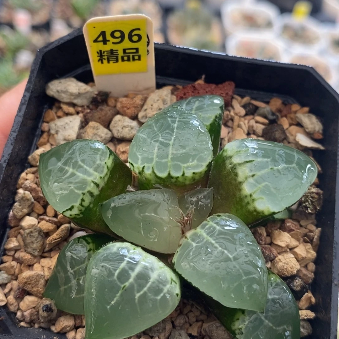 不开花植物496月光女神