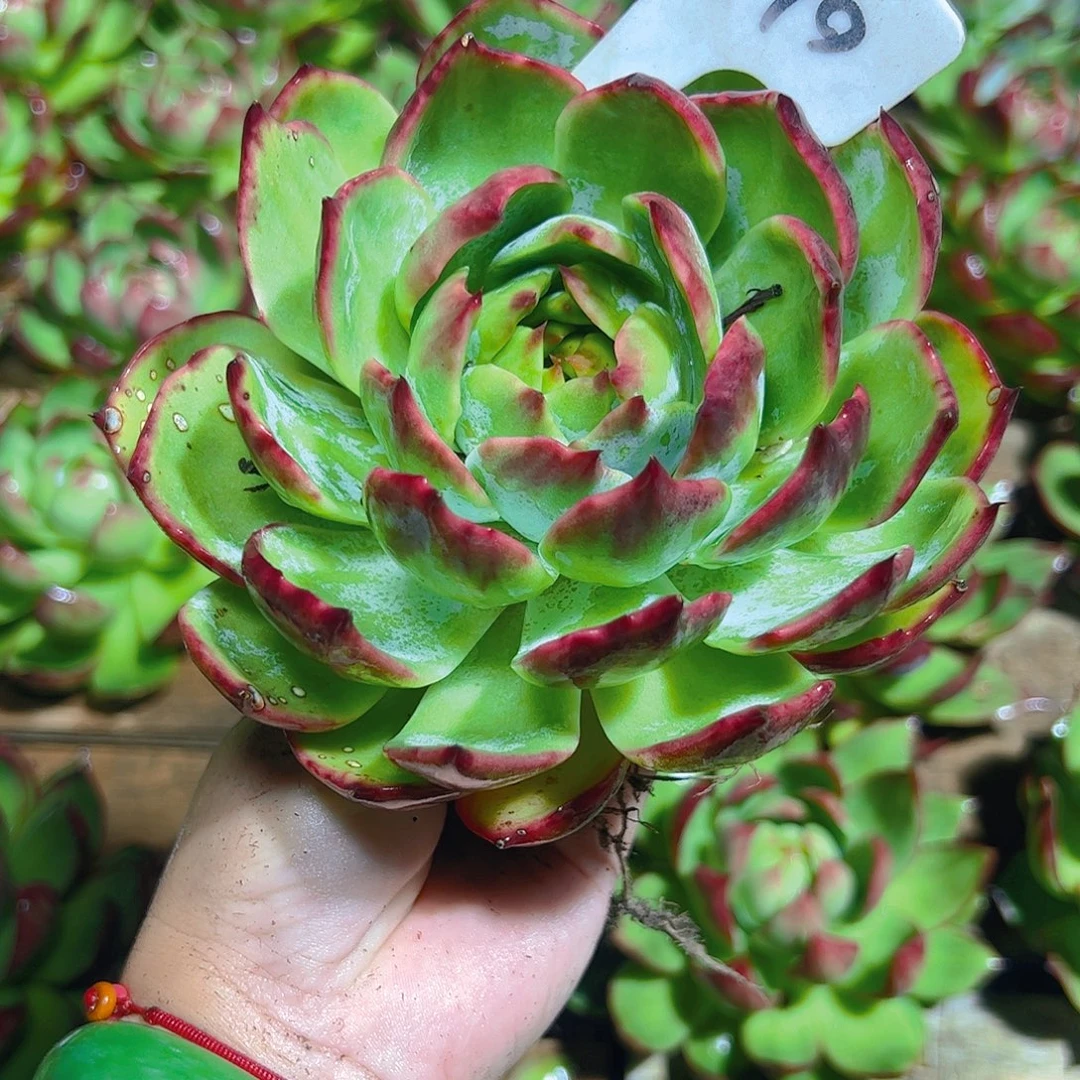 坐***水惊鸿仙子一物一拍2079号