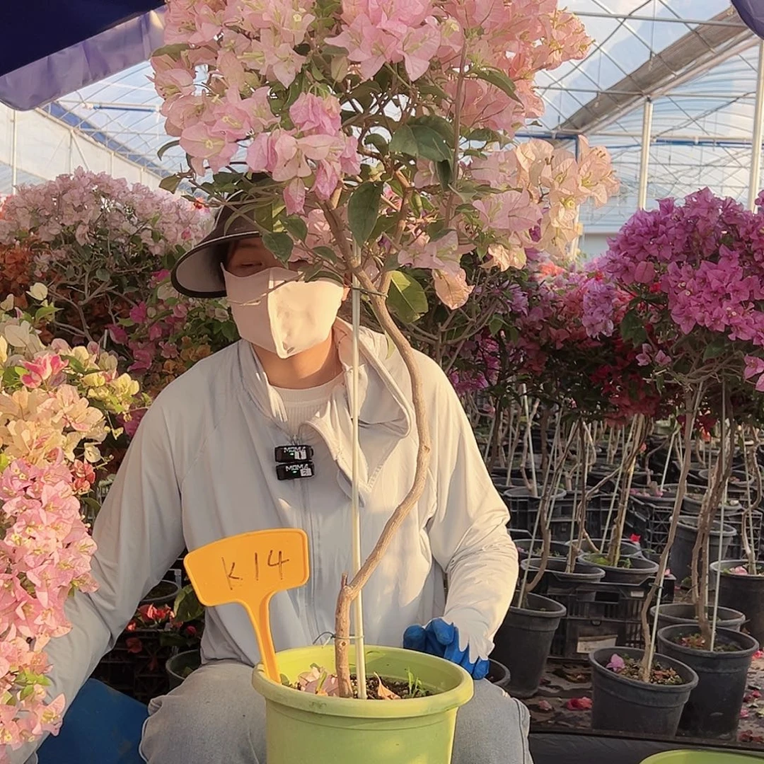 *****大部分花苞少量开放K14丽娜