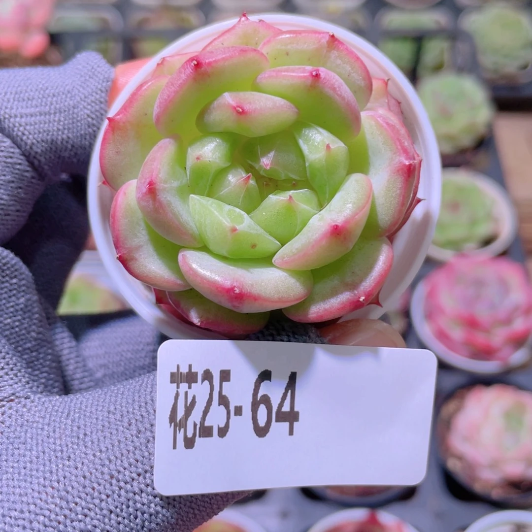 花利美25-64新品