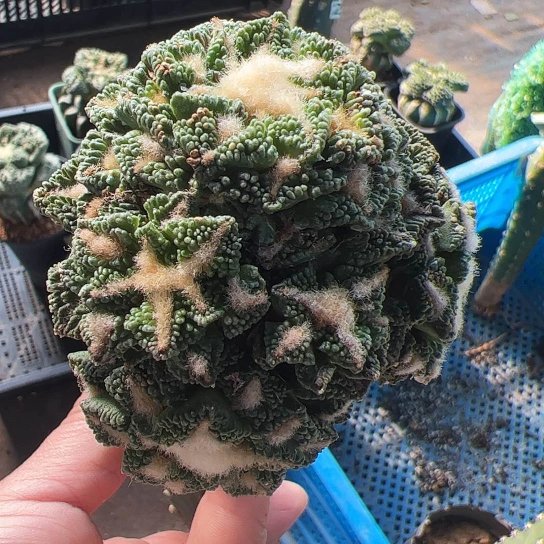 无花朵福利颗粒黑牡丹群636