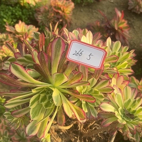 多肉植物天和266