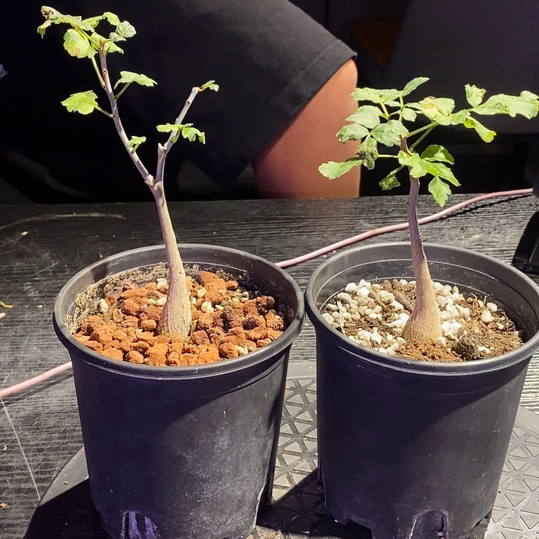 风***X芳香带盆一个带盆