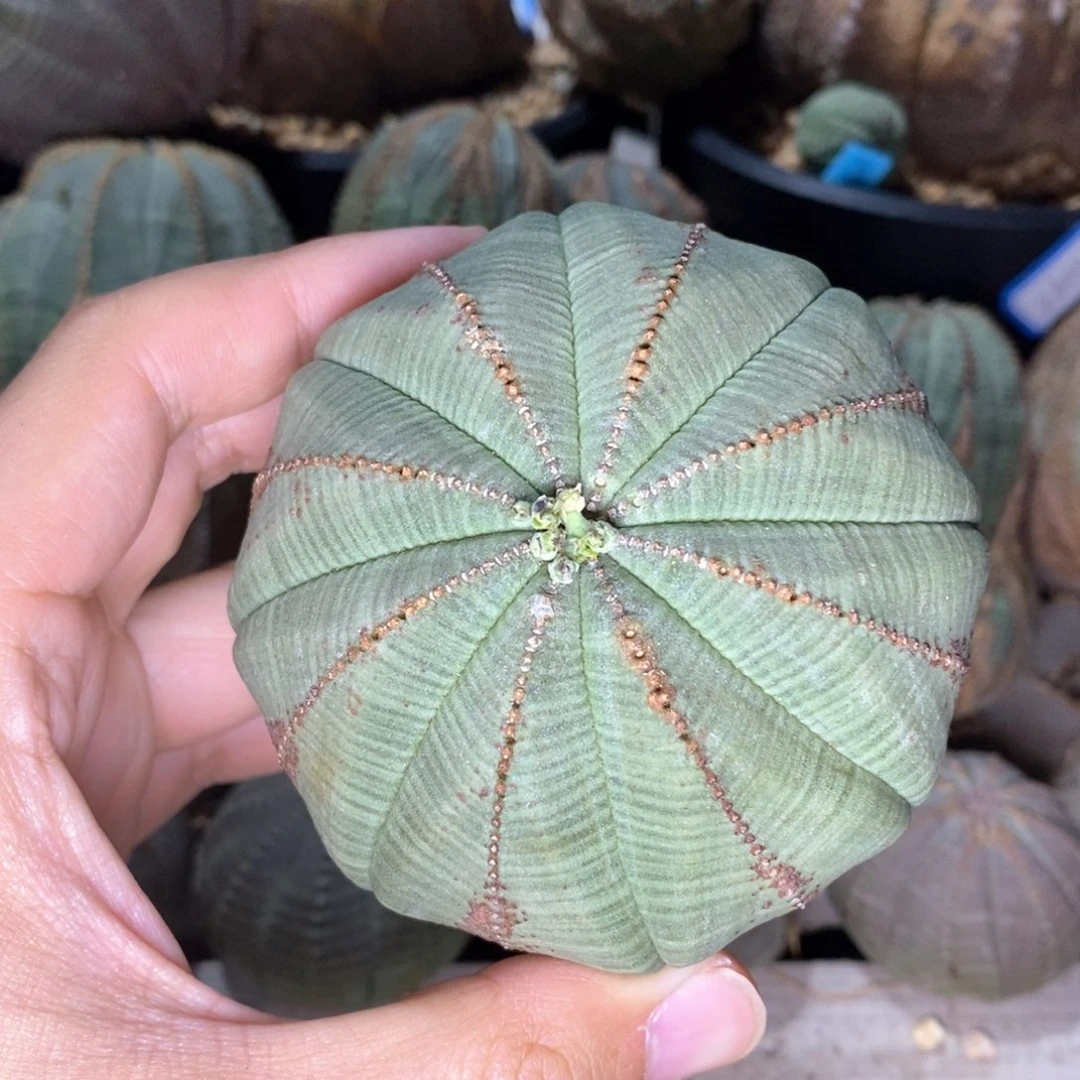 16欧系实生布纹球多肉植物