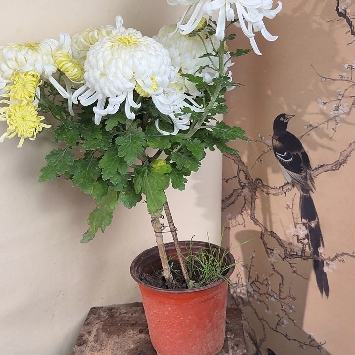 完全开放M44444444