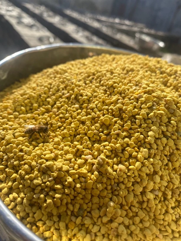 2024新鲜油菜花粉250克