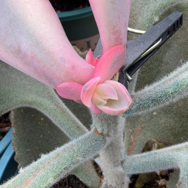 赫拉锦一刻对锦一刻的