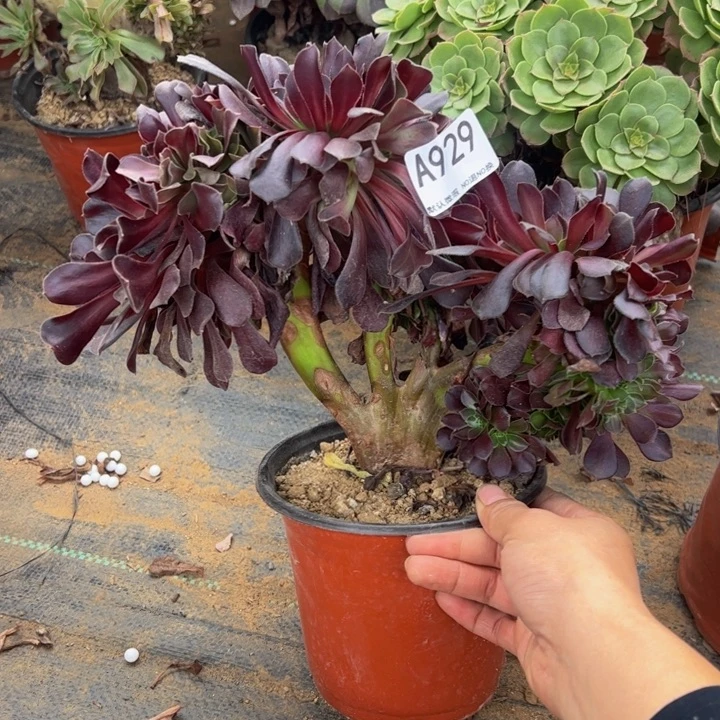 欧缀多肉植物929.