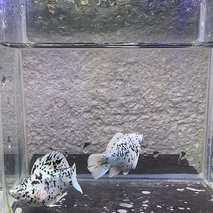 孔雀鱼奶牛玛丽。89号