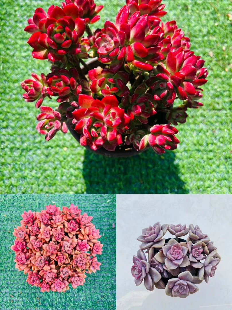 姬胧月+红稚莲+紫乐多肉植物带盆土发货室内外好养净化空气吸甲醛