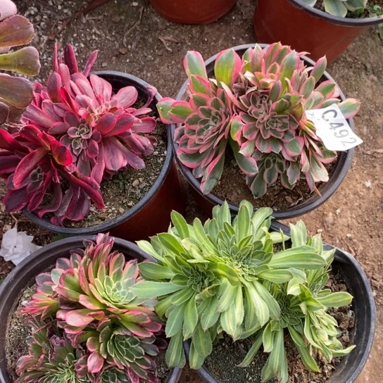 492四棵多肉植物