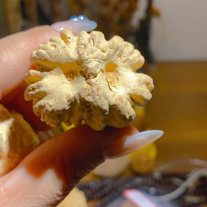 野生大橄榄核猫头鹰