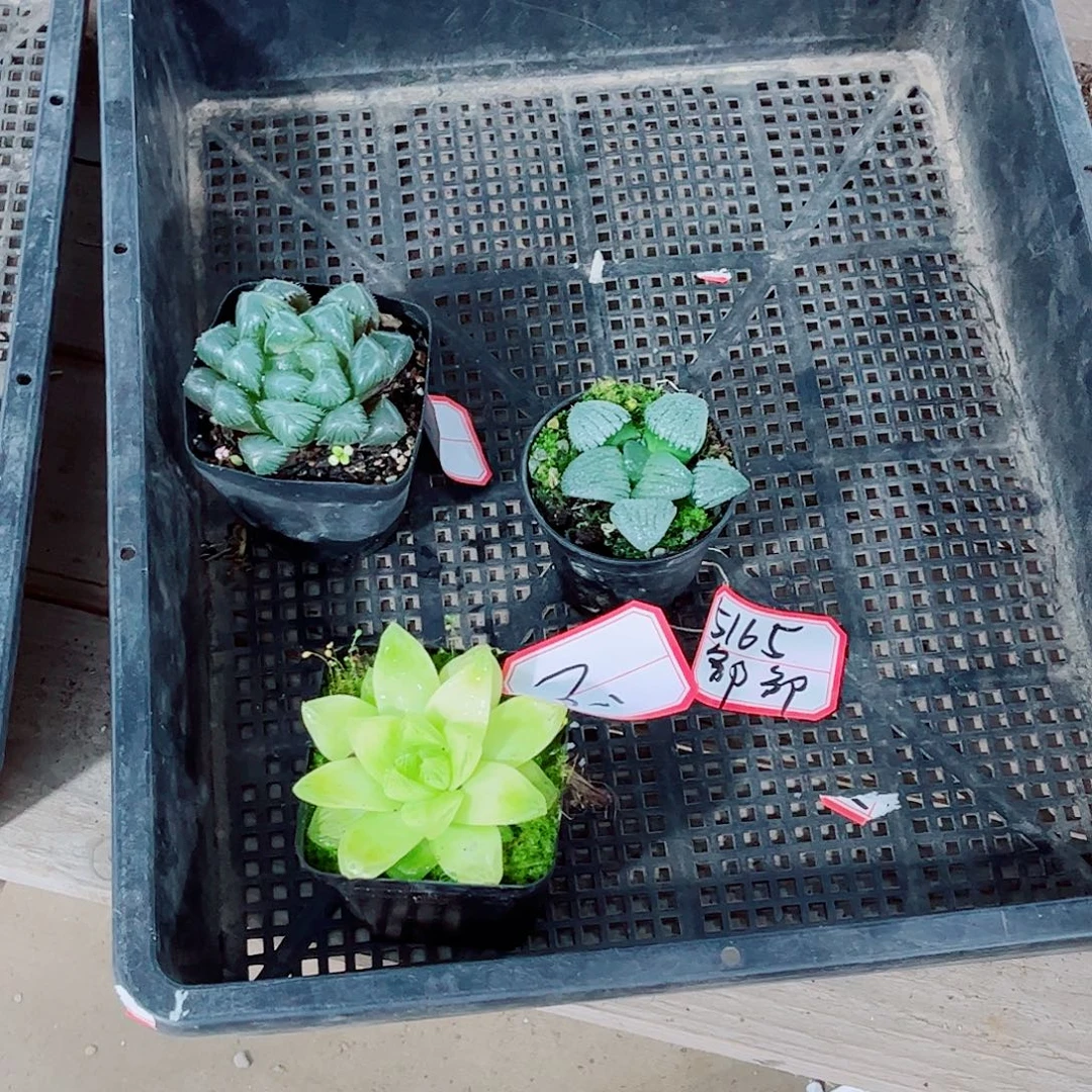 补差价栽种一勿一拍