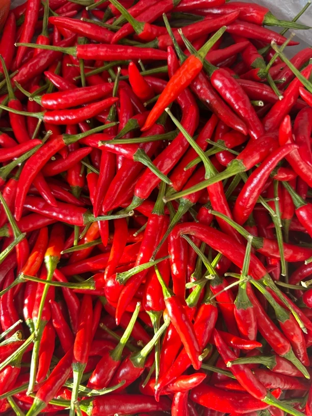 新鲜现摘特辣小米椒可用于泡椒剁椒的餐饮调味蔬菜