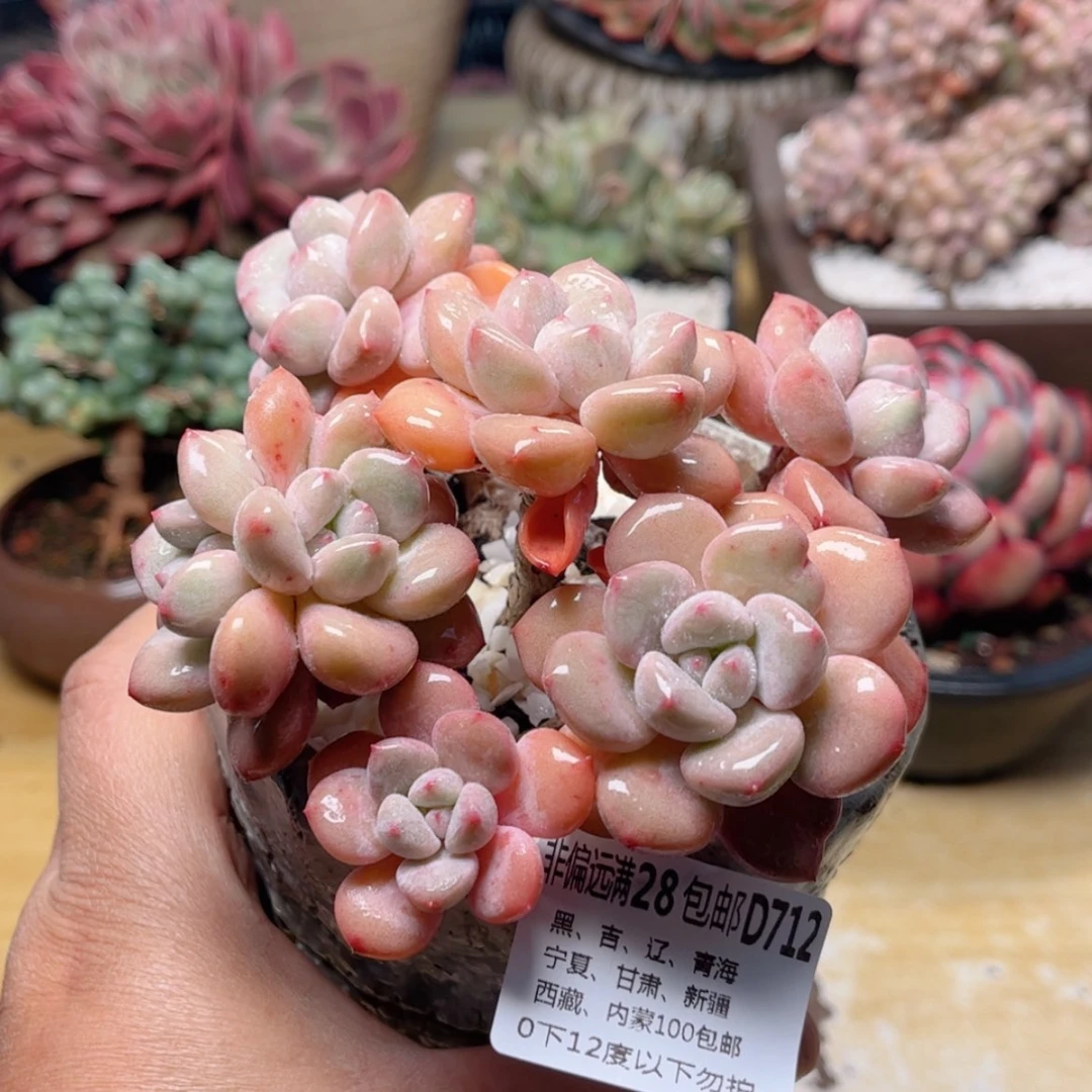 【闪购商品】712白露