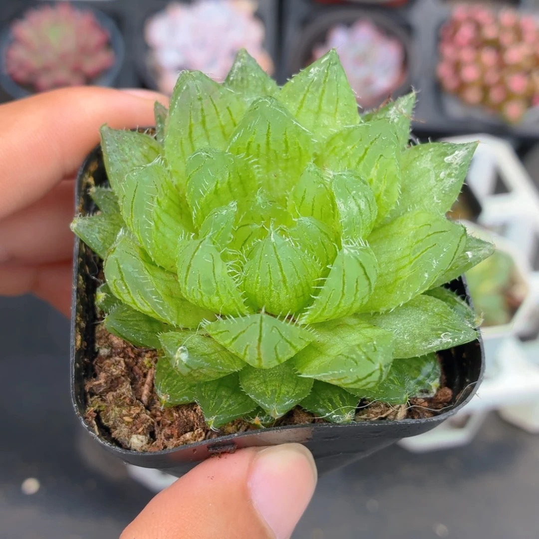 樱水晶多肉9.9包邮发货
