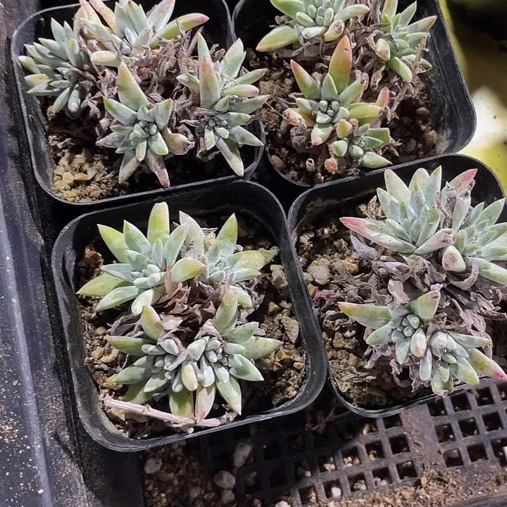 白菊群带盆土发货