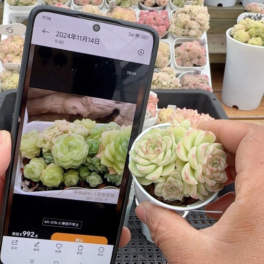 【闪购商品】0203-77（m1-376-2）