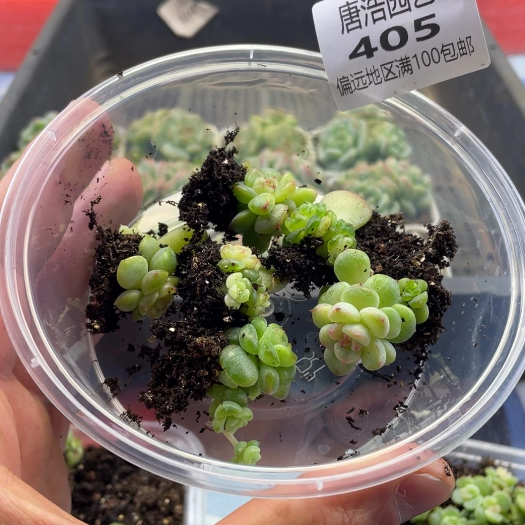 甜心混一物一拍405..