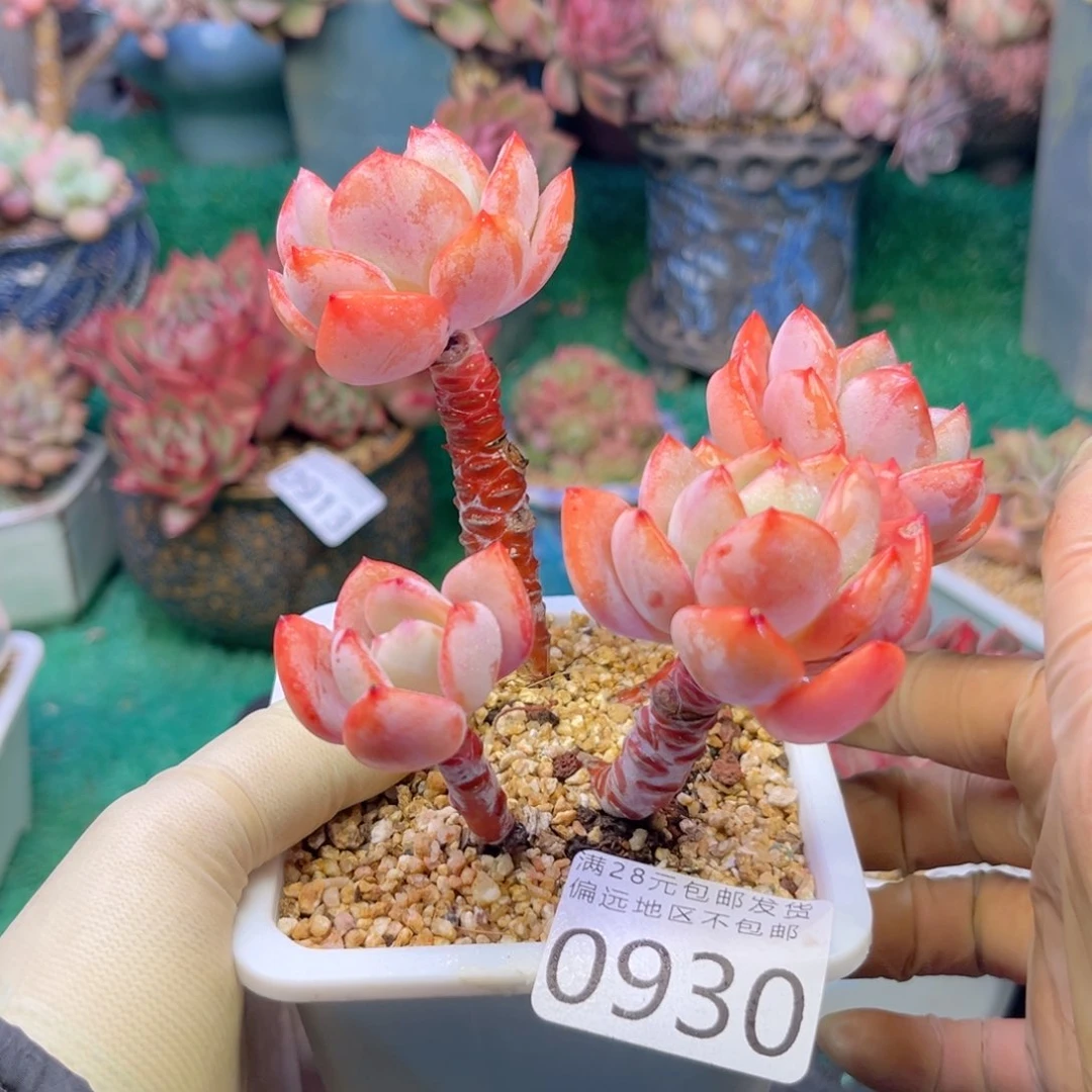 大0930:）d g f h f b b