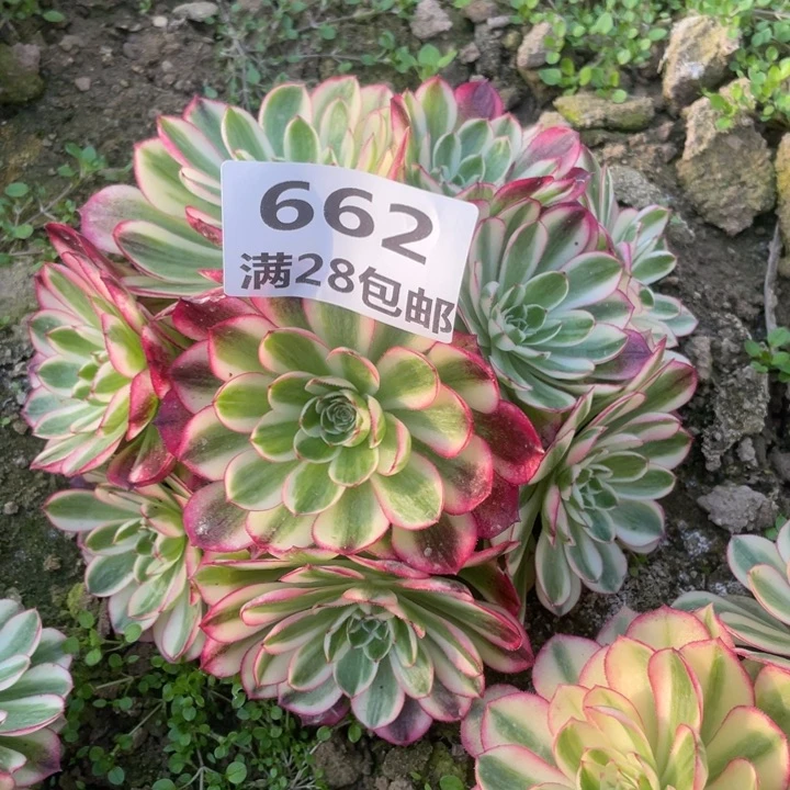 662三号棚倾城多肉