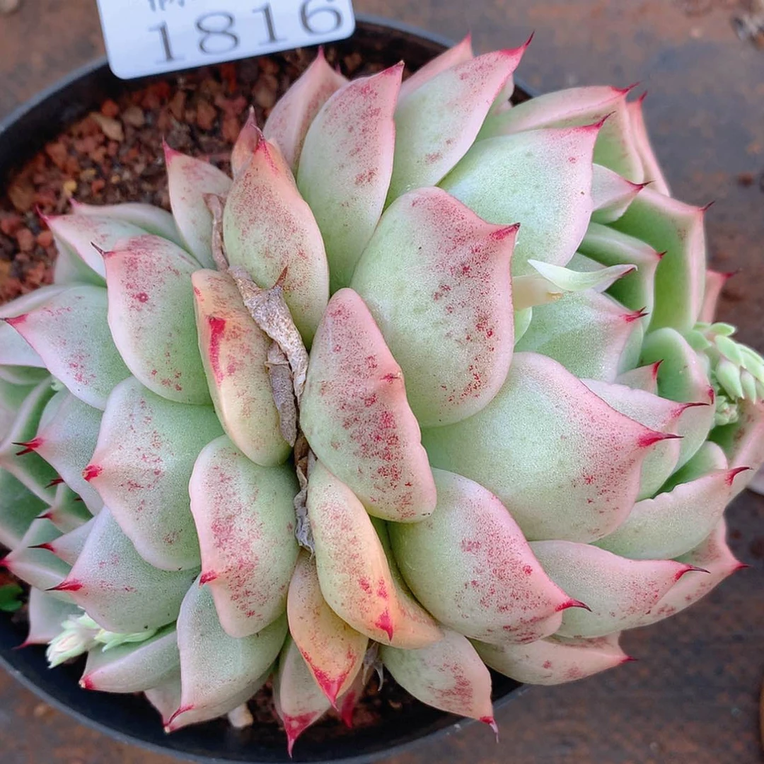 【闪购商品】云1816