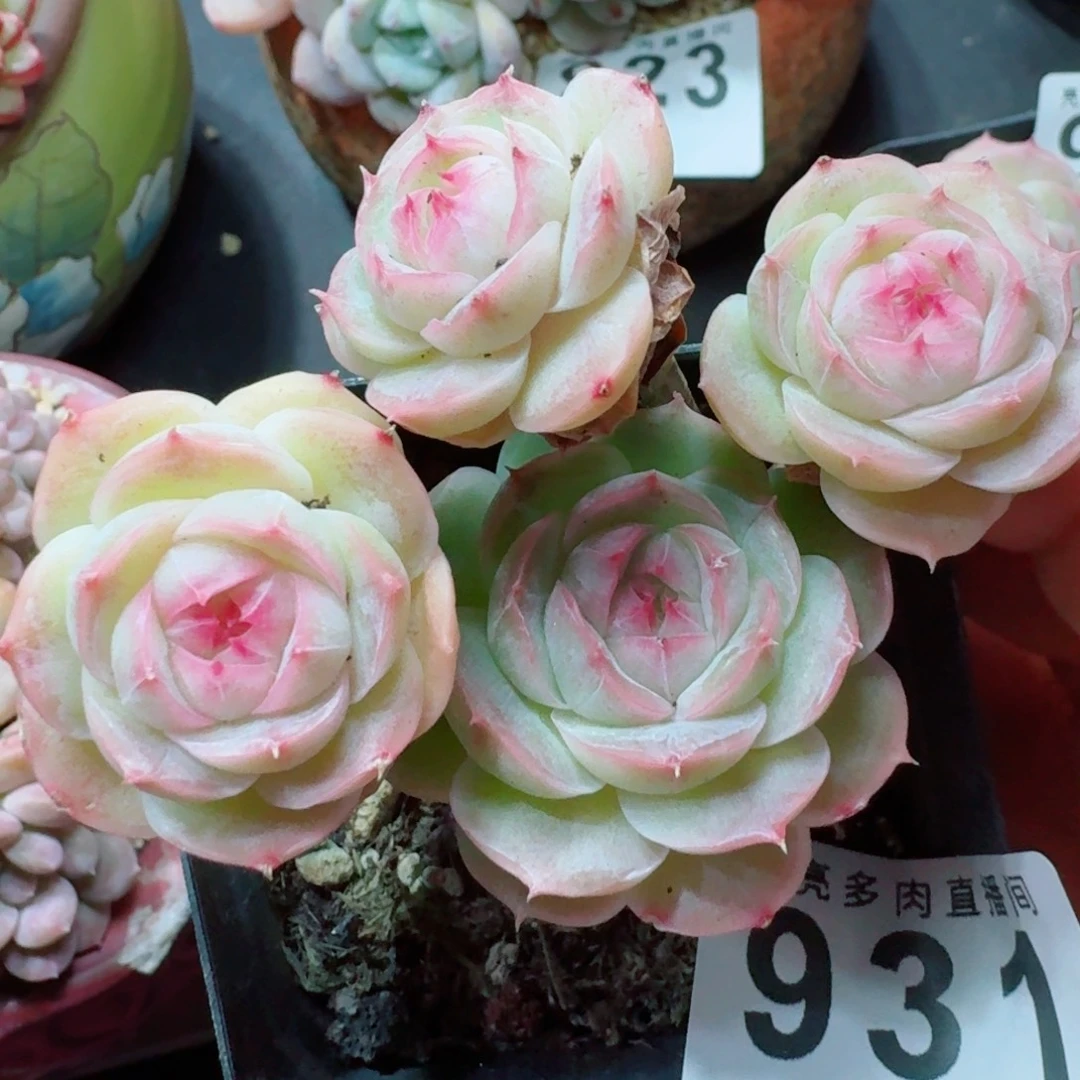 白芷      愿你一路坦途，乘风破浪展宏图