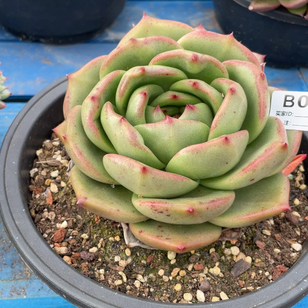 无花朵若如东云组拍E072