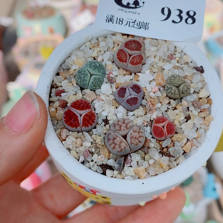 呆****生石花花花花花花花938