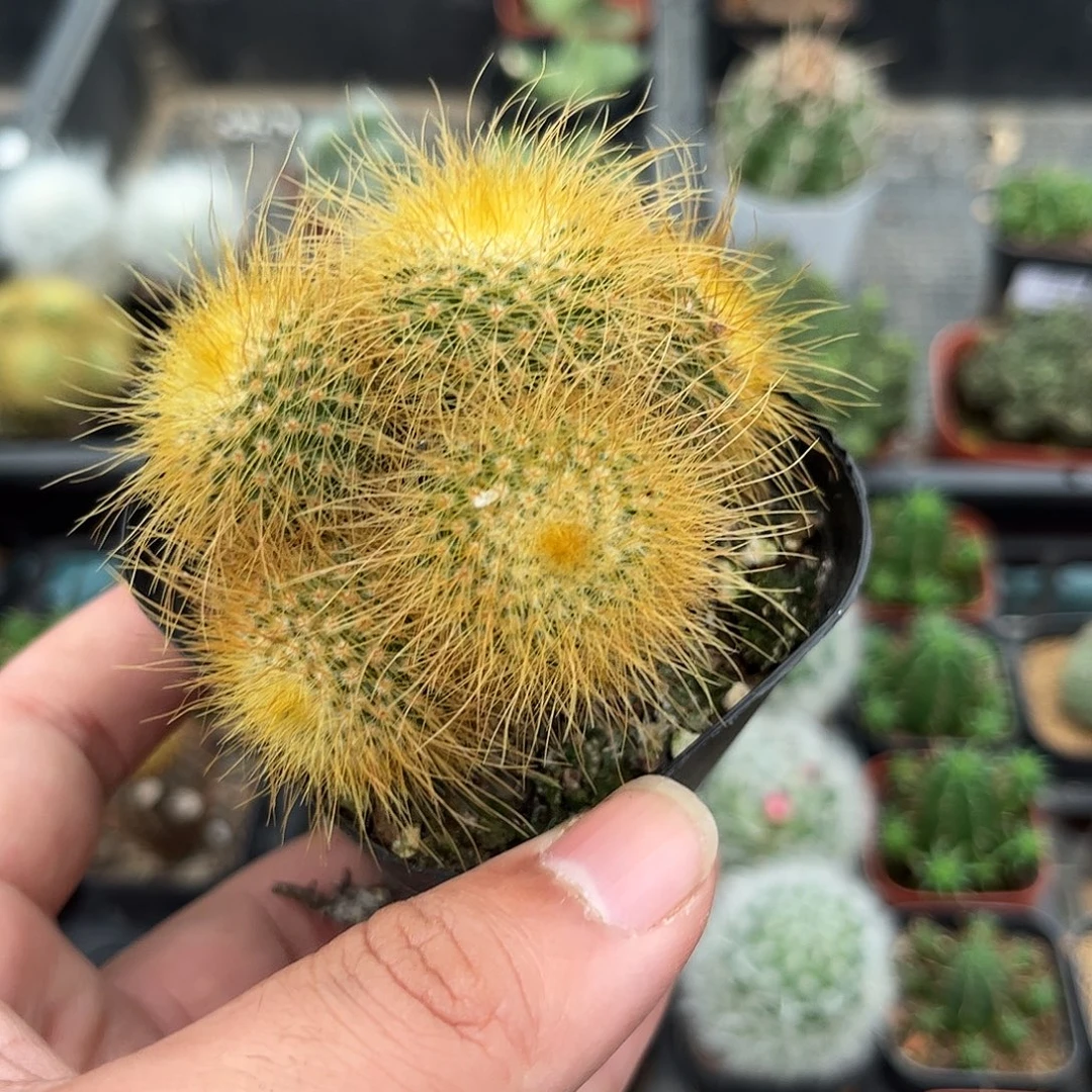 金丝猴群生有根发货有根
