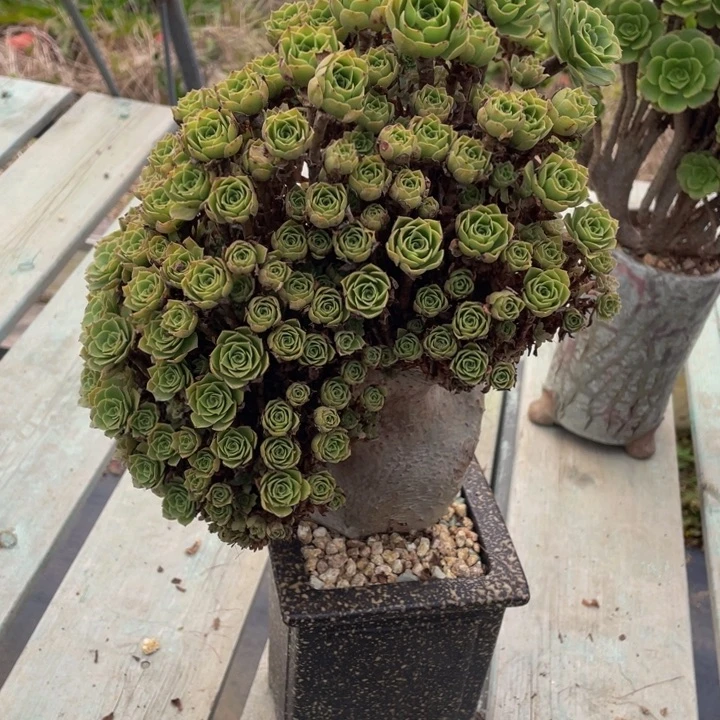 649号绿阳荣朵朵有伤