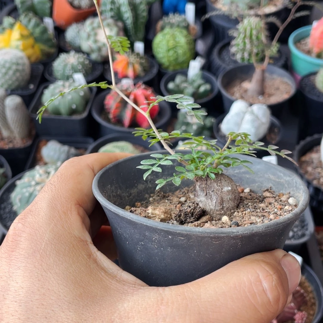 仙人球满28包邮盆口径5公分象足漆树