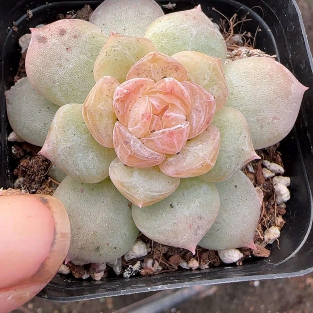 小卡拉米糖心一物一拍